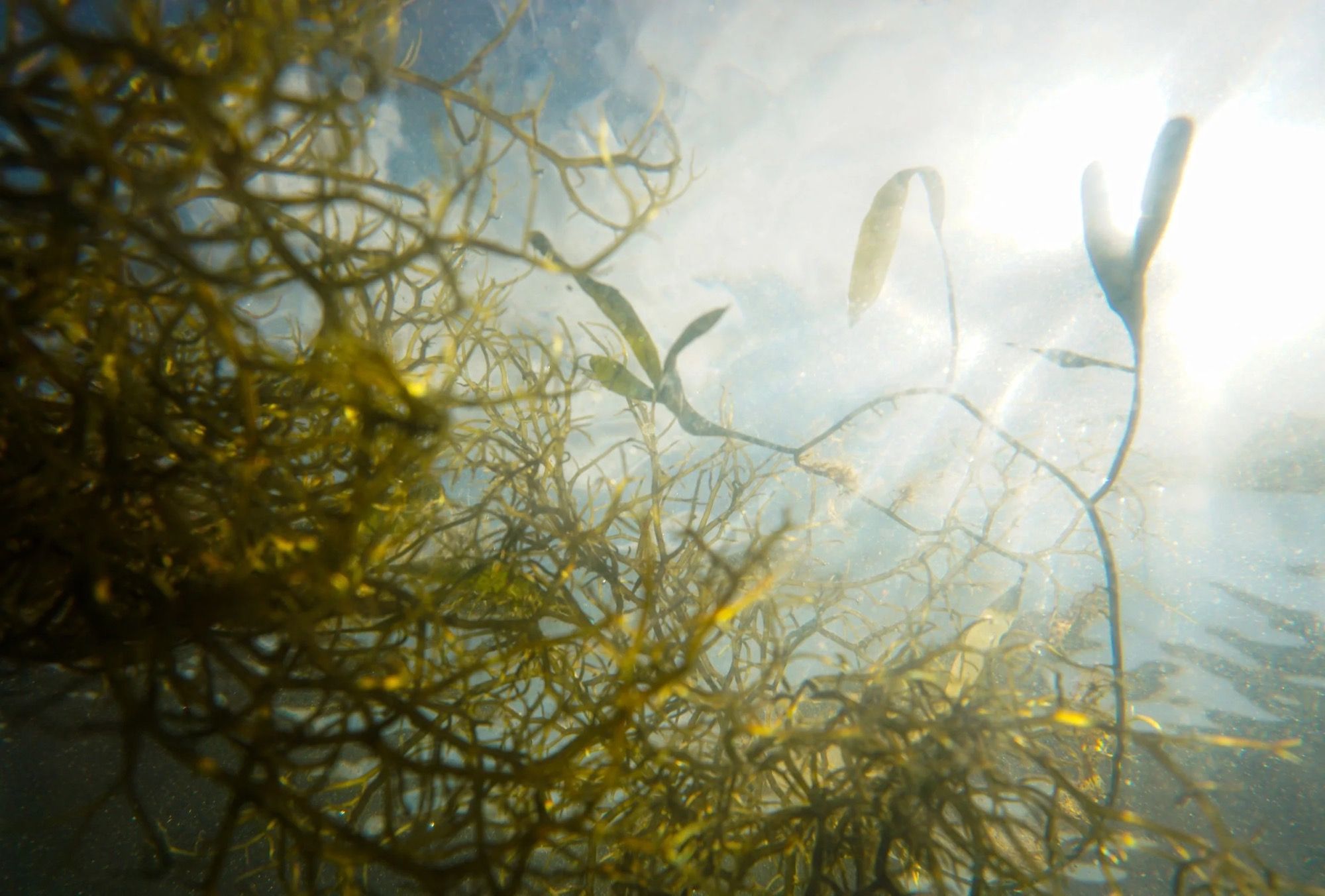 Des algues brunes vues sous la surface, à contre-jour, le soleil traversant l’eau.