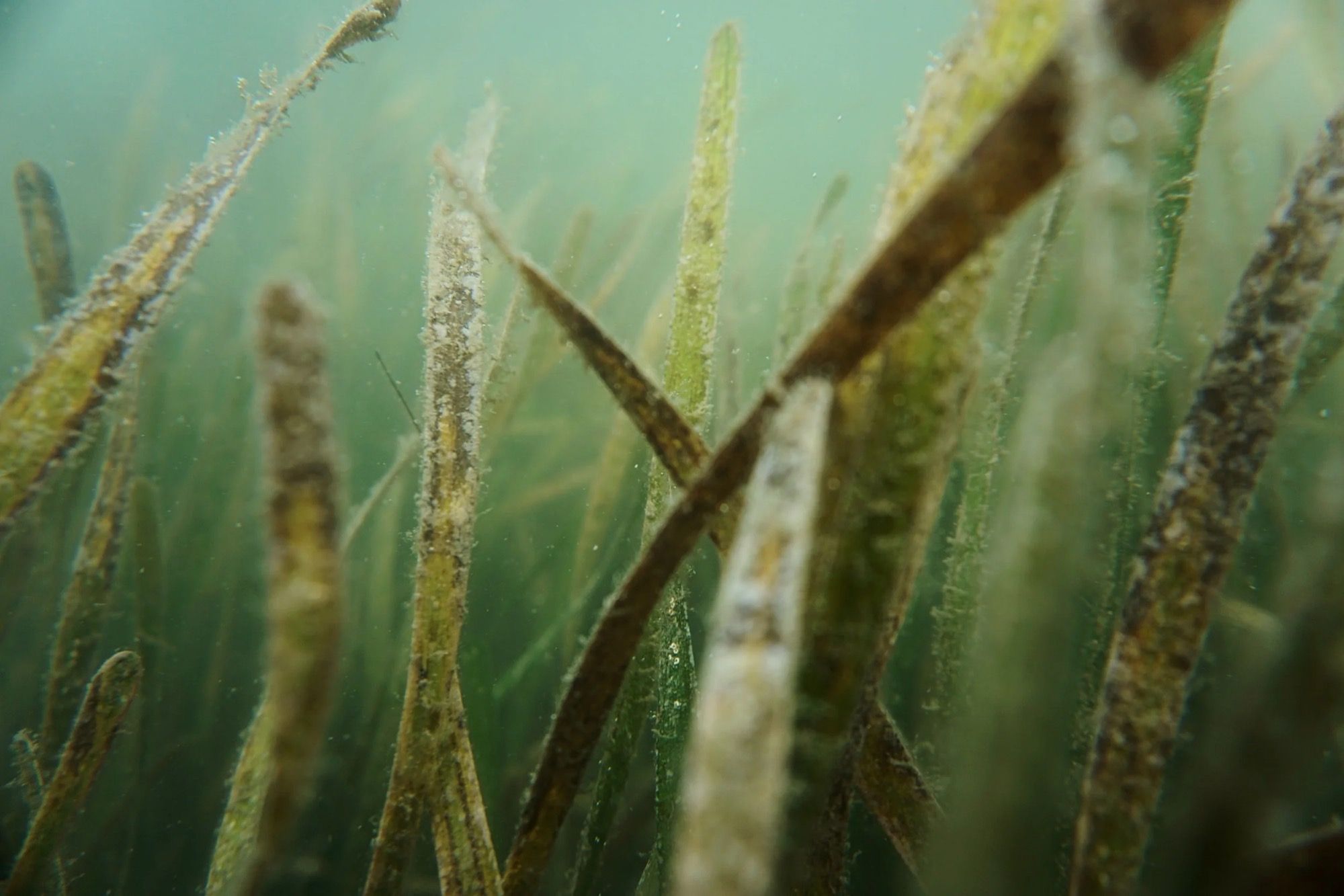 Un herbier marin photographié sous l’eau, les longues feuilles vertes dressées vers la surface.