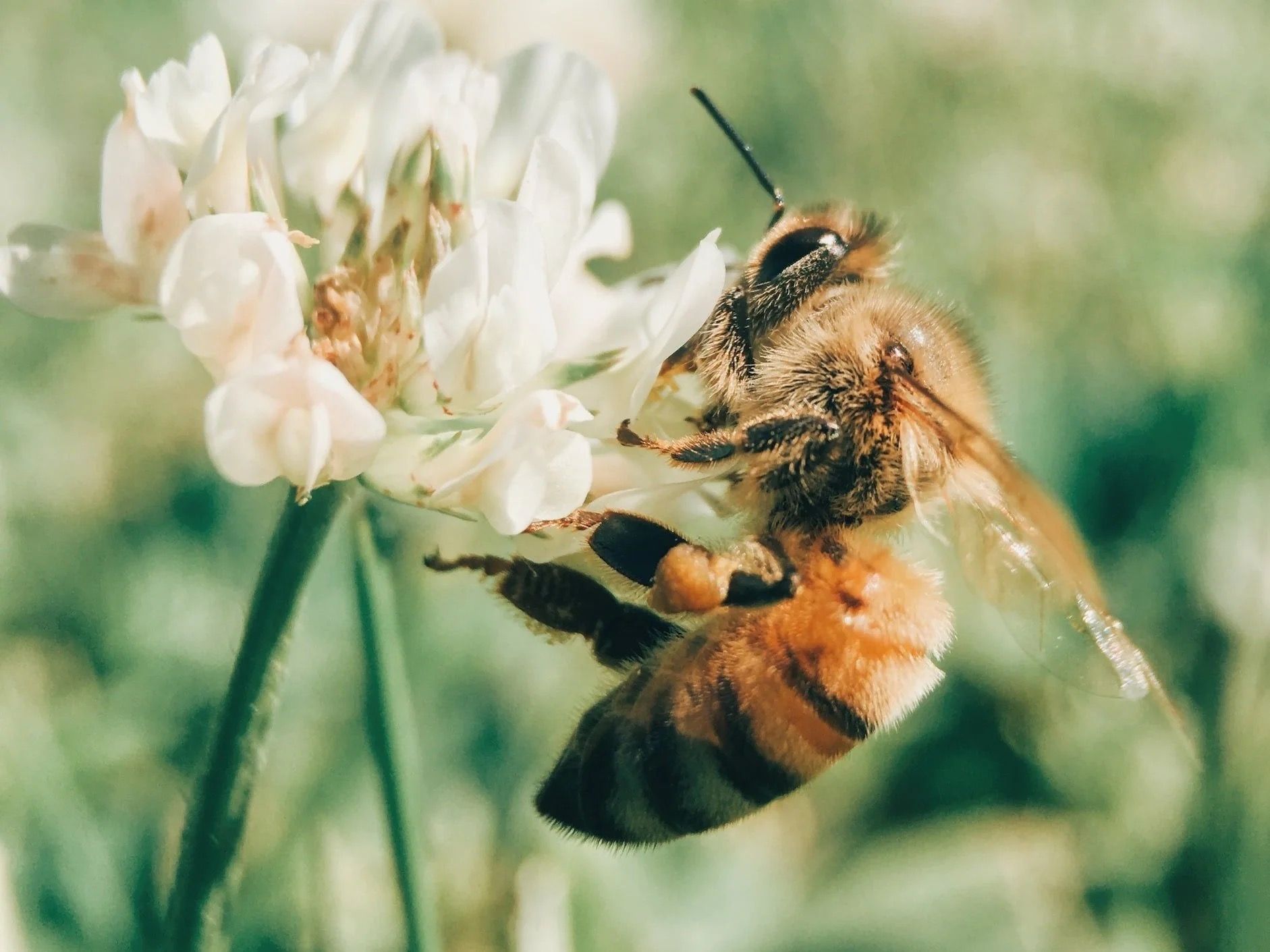 Une abeille butine une fleur de trèfle blanc.