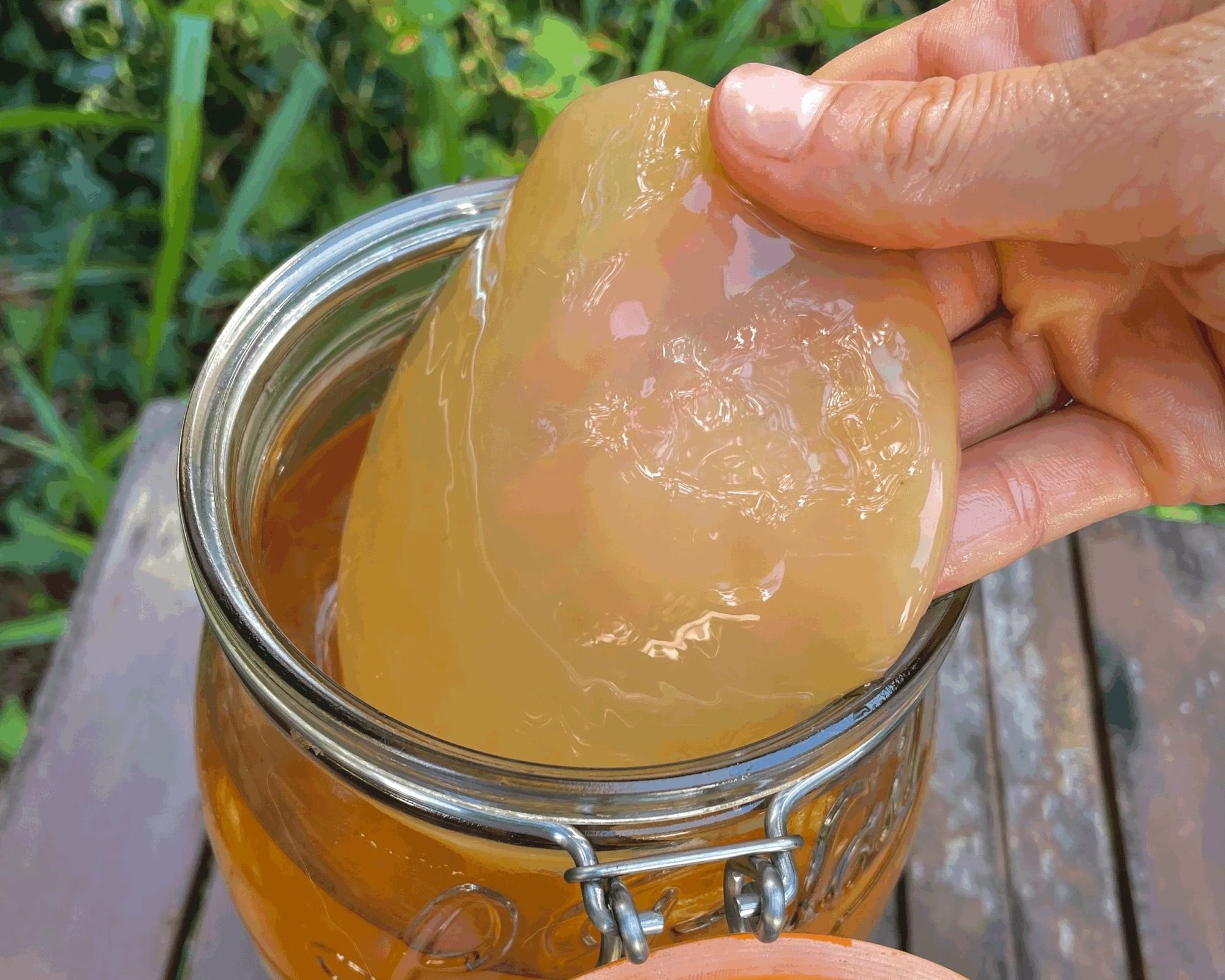 Une main soulève la mère de kombucha, épaisse et translucide, au-dessus de son bocal.