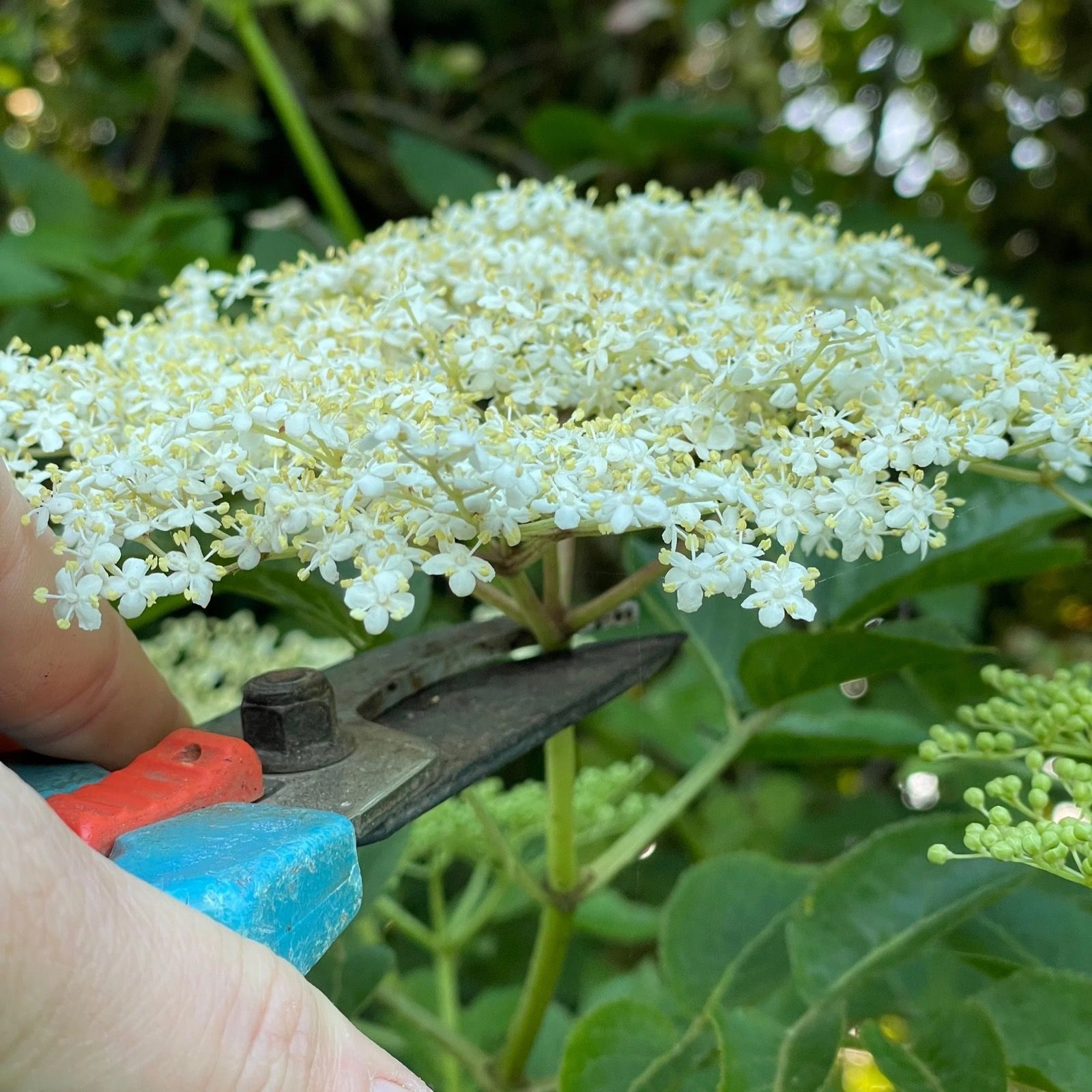Une ombelle de fleurs de sureau, coupée au sécateur dans la haie.