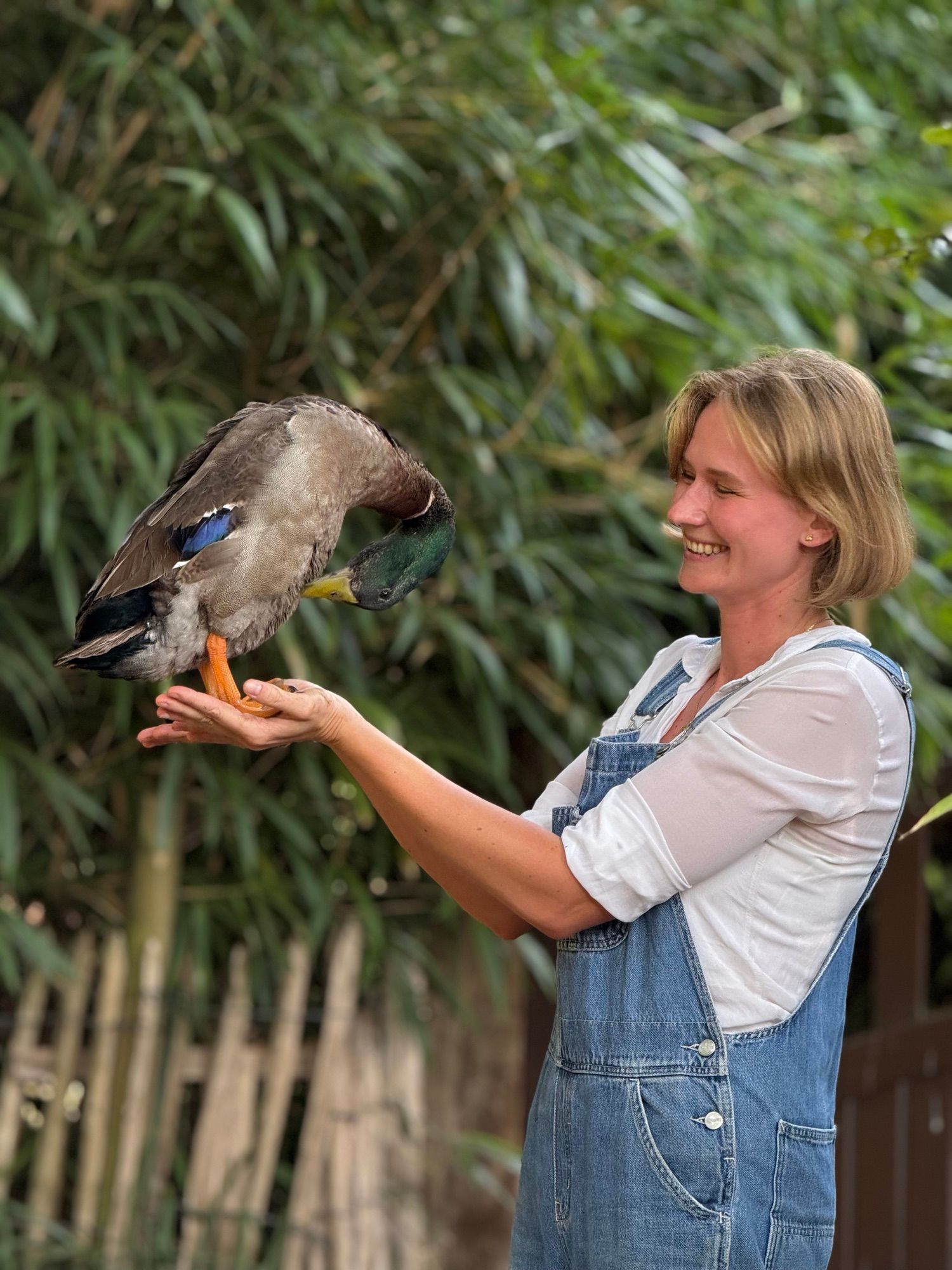Un canard coureur indien mange dans la main d’Alizé Foveau.