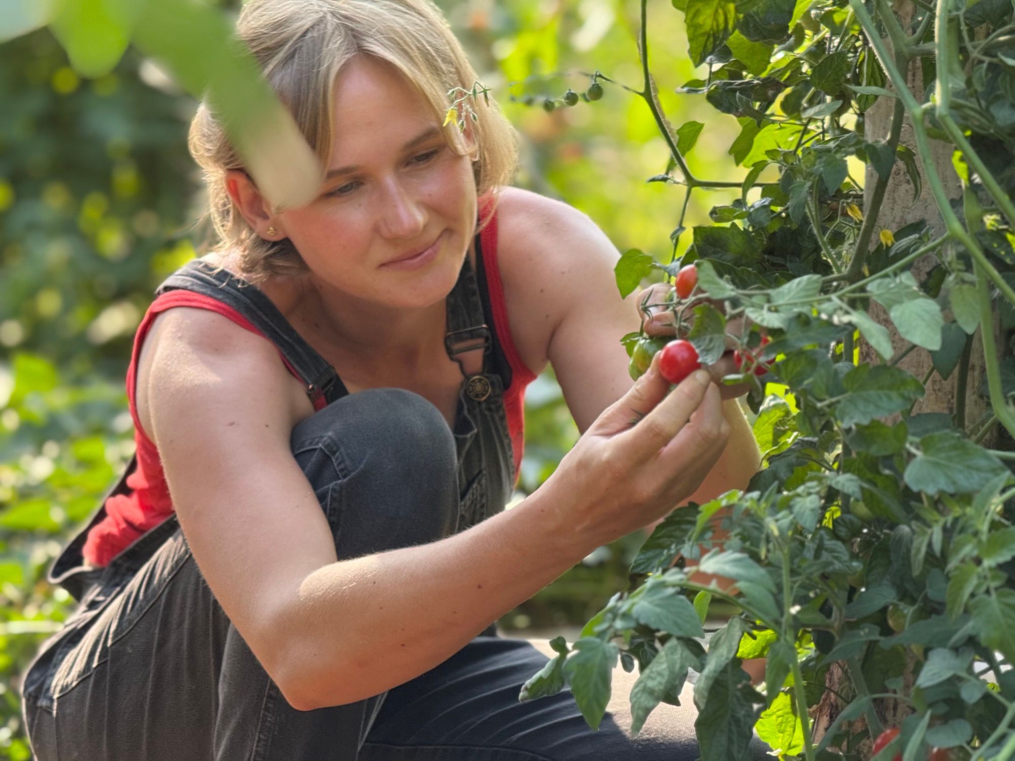 Alizé Foveau accroupie au potager, cueillant des tomates cerises.